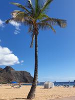 Las Teresitas Strand auf Teneriffa (3)