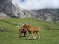 Tag  Wanderung im Nationalpark Picos de Europa - den spanischen Alpen (22)