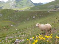 Tag  Wanderung im Nationalpark Picos de Europa - den spanischen Alpen (97)