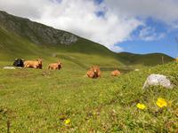 Tag  Wanderung im Nationalpark Picos de Europa - den spanischen Alpen (111)
