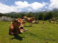 Tag  Wanderung bei den Covadonga-Seen - Ribadeo - Kathedralen-Strand (29)
