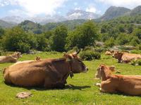 Tag  Wanderung bei den Covadonga-Seen - Ribadeo - Kathedralen-Strand (30)