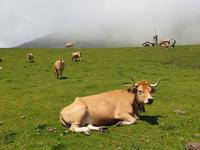 Tag  Wanderung bei den Covadonga-Seen - Ribadeo - Kathedralen-Strand (33)