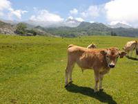 Tag  Wanderung bei den Covadonga-Seen - Ribadeo - Kathedralen-Strand (37)