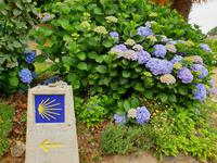 Tag  Wanderung auf dem Jakobsweg von Arzua nach Arca (48)