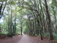 Tag  Wanderung auf dem Jakobsweg von Arzua nach Arca (56)