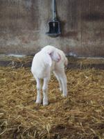 Käserei in Las Arenas de Cabrales