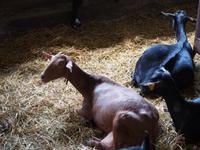 Käserei in Las Arenas de Cabrales