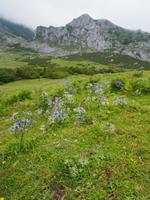 Lagos de Covadonga