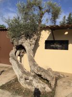 0006 Sa Tafona de Caimari