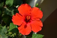 Wanderreise Menorca - Hibiskus