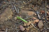 Eine Gottesanbeterin jagt am Wegesrand