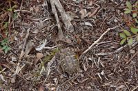 Wanderreise Menorca - Wanderung 2 - Kulturlandschaft Menorca - Unsere erste (Mini-) Schildkröte