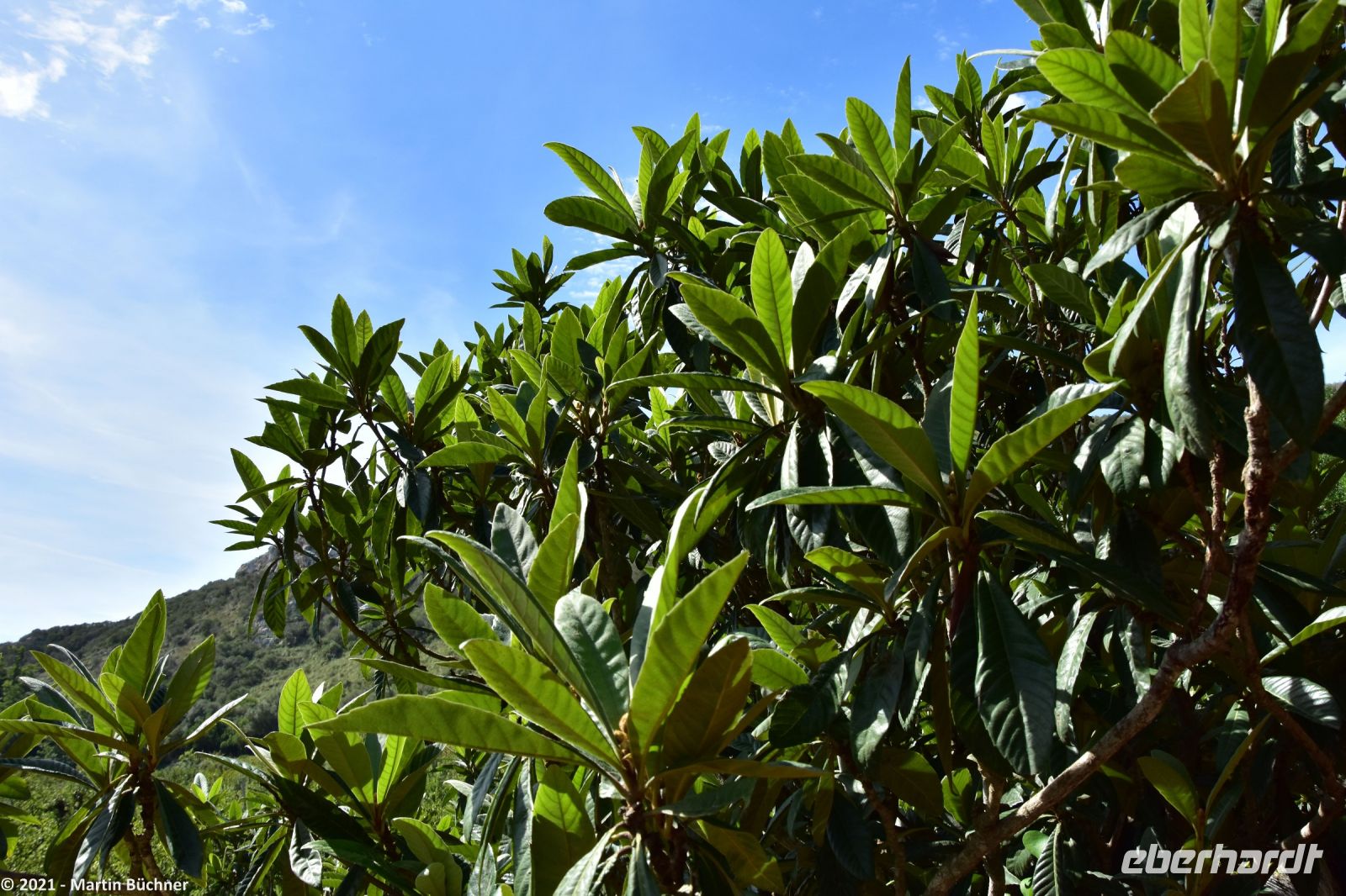 Wanderreise Menorca - Wanderung 2 - Kulturlandschaft Menorca - Mispeln