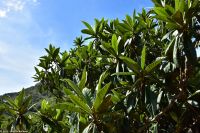 Wanderreise Menorca - Wanderung 2 - Kulturlandschaft Menorca - Mispeln