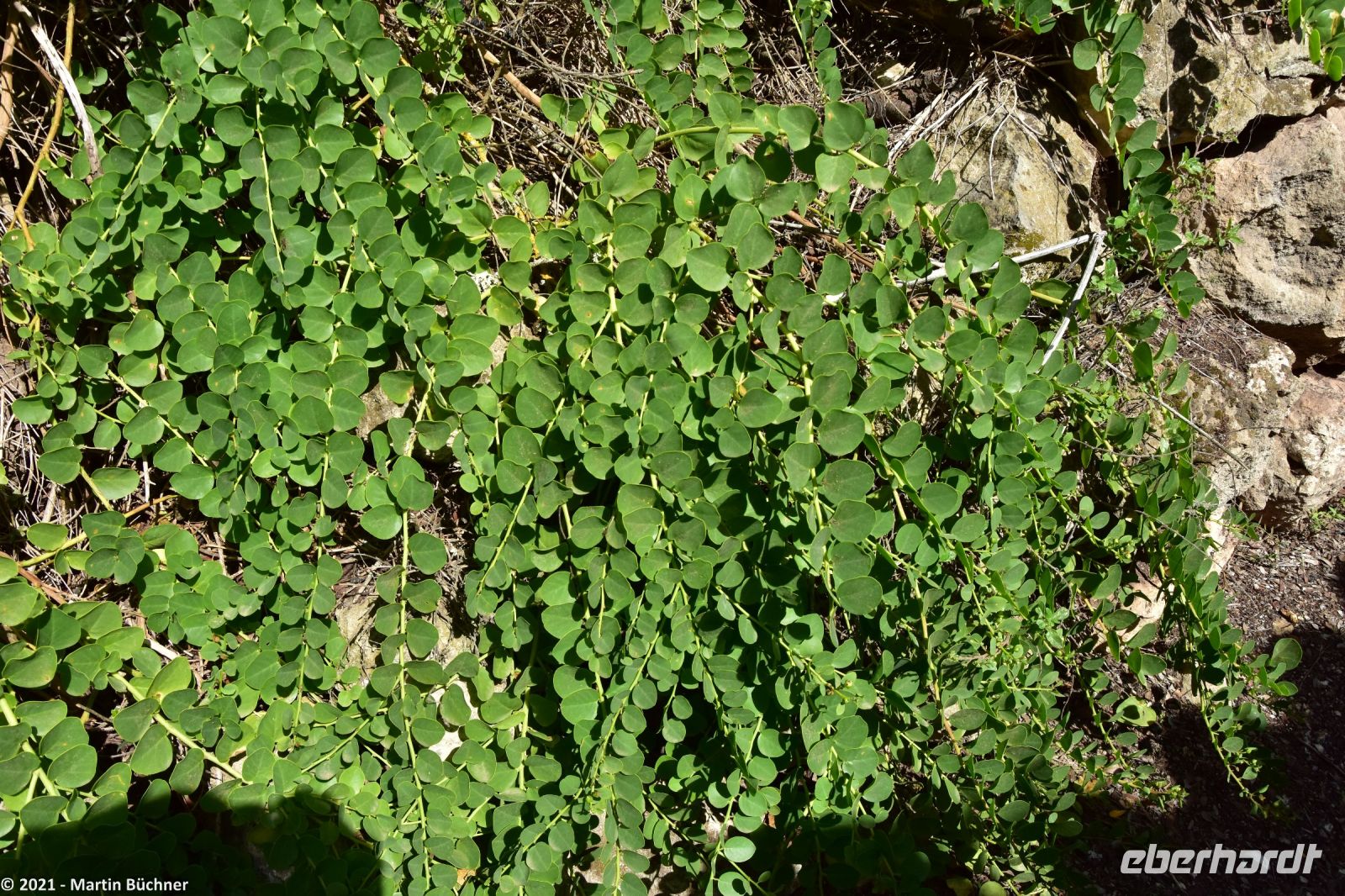 Wanderreise Menorca - Wanderung 2 - Kulturlandschaft Menorca - Kapern