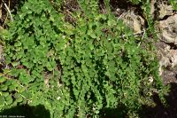 Wanderreise Menorca - Wanderung 2 - Kulturlandschaft Menorca - Kapern