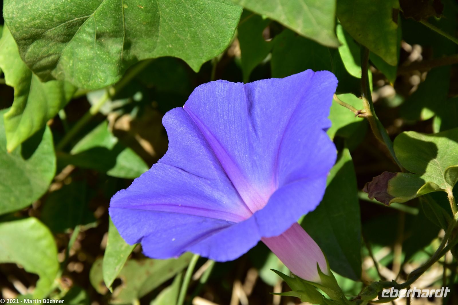 Ipomoea violacea - 