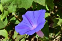 Ipomoea violacea - 