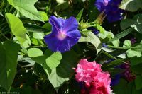 Wanderreise Menorca - Wanderung 2 - Kulturlandschaft Menorca