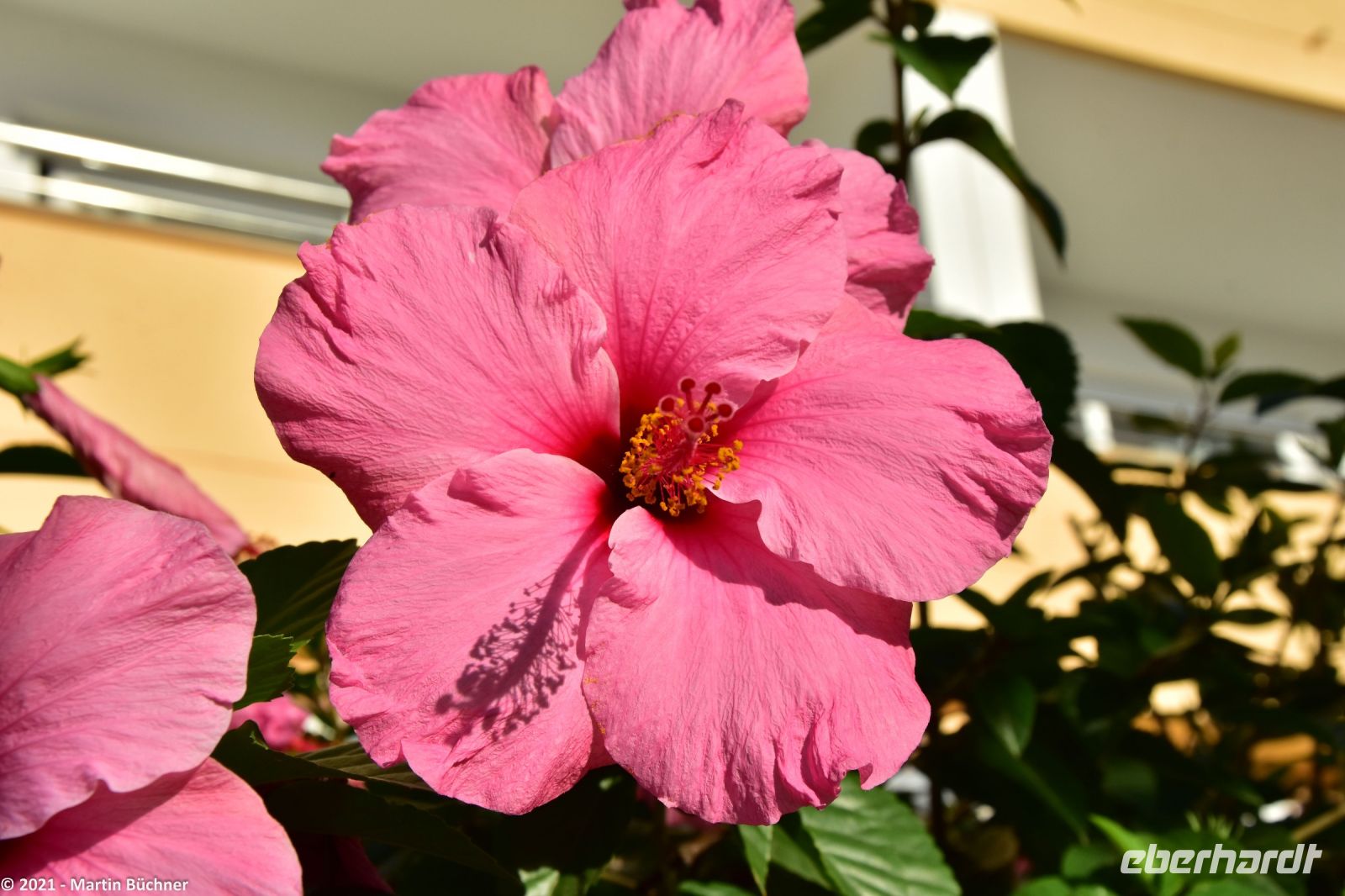 Wanderreise Menorca - Hibiskus