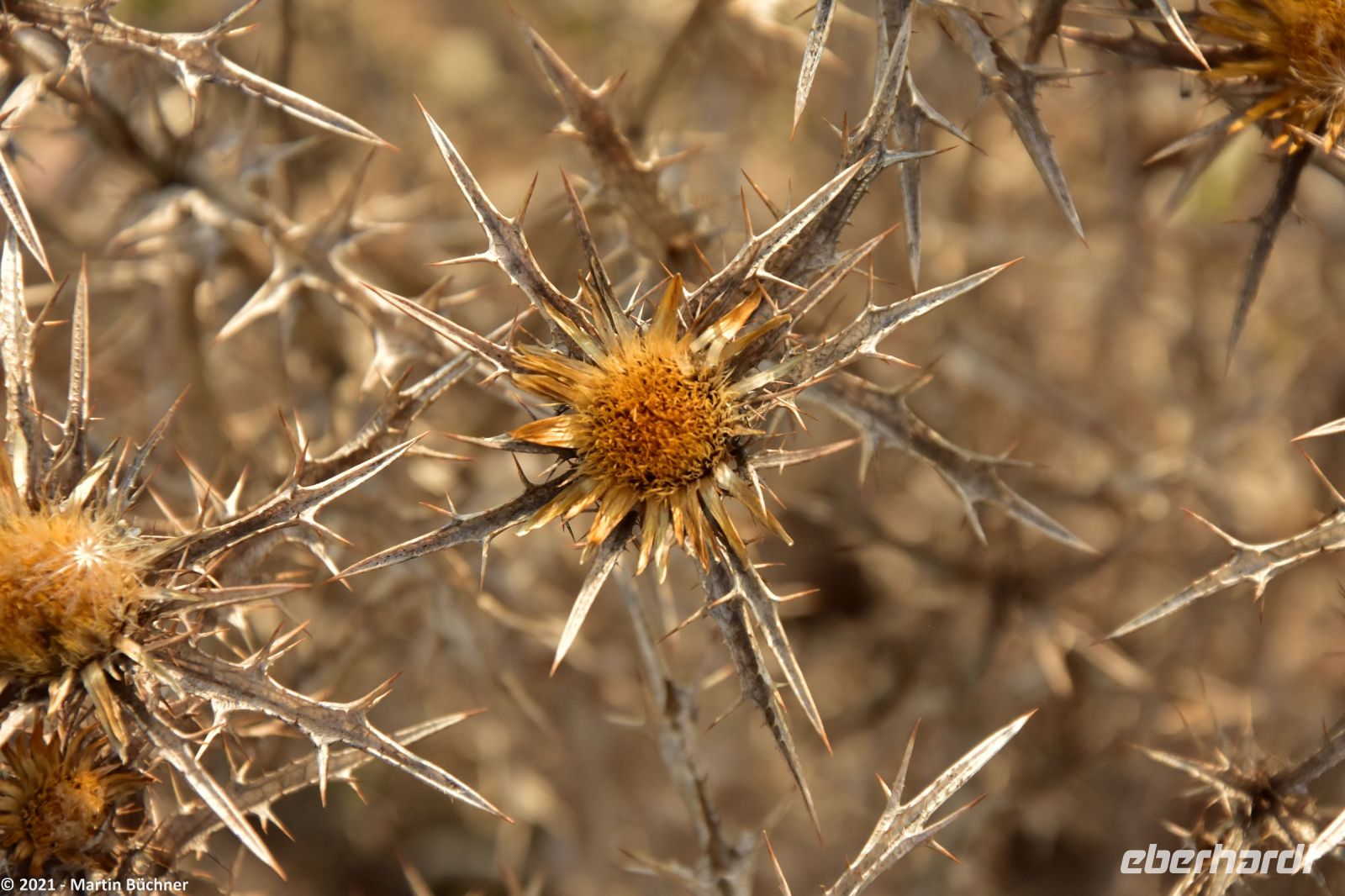 Wanderreise Menorca - Wanderung 3 - Cap de Favàritx - Platja de Capifort