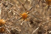 Wanderreise Menorca - Wanderung 3 - Cap de Favàritx - Platja de Capifort