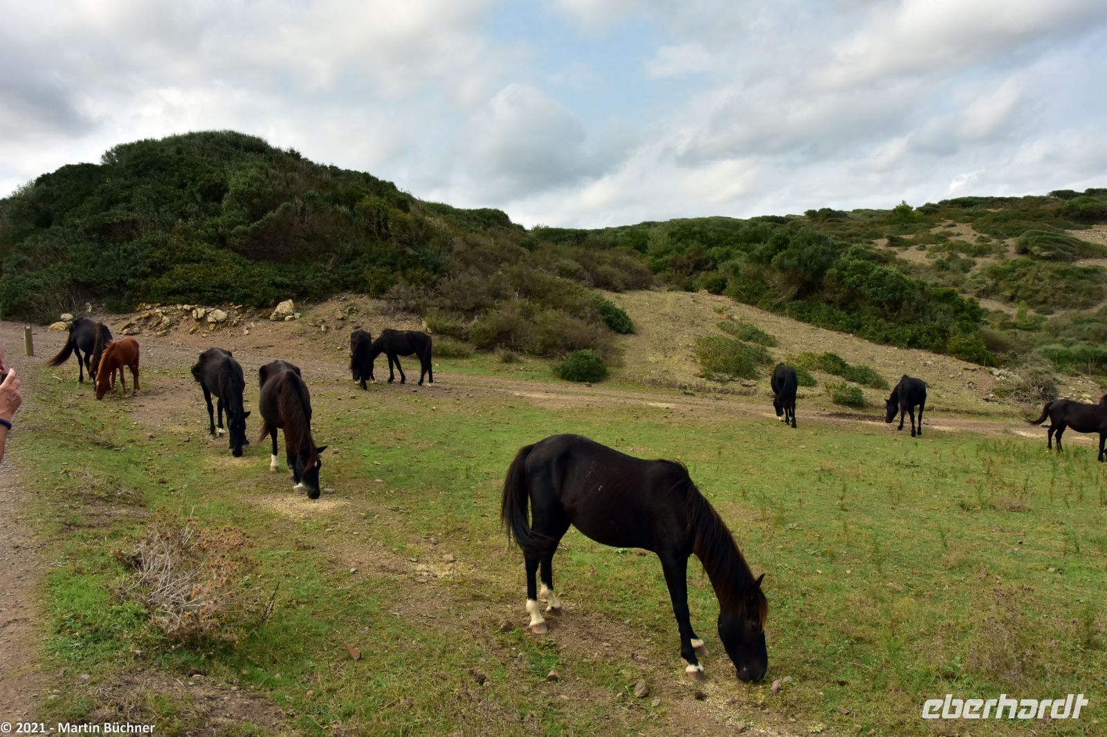 Wanderreise Menorca - Wanderung 3 - Cap de Favàritx - Platja de Capifort - Menorquiner (Pferderasse)