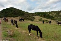 Wanderreise Menorca - Wanderung 3 - Cap de Favàritx - Platja de Capifort - Menorquiner (Pferderasse)