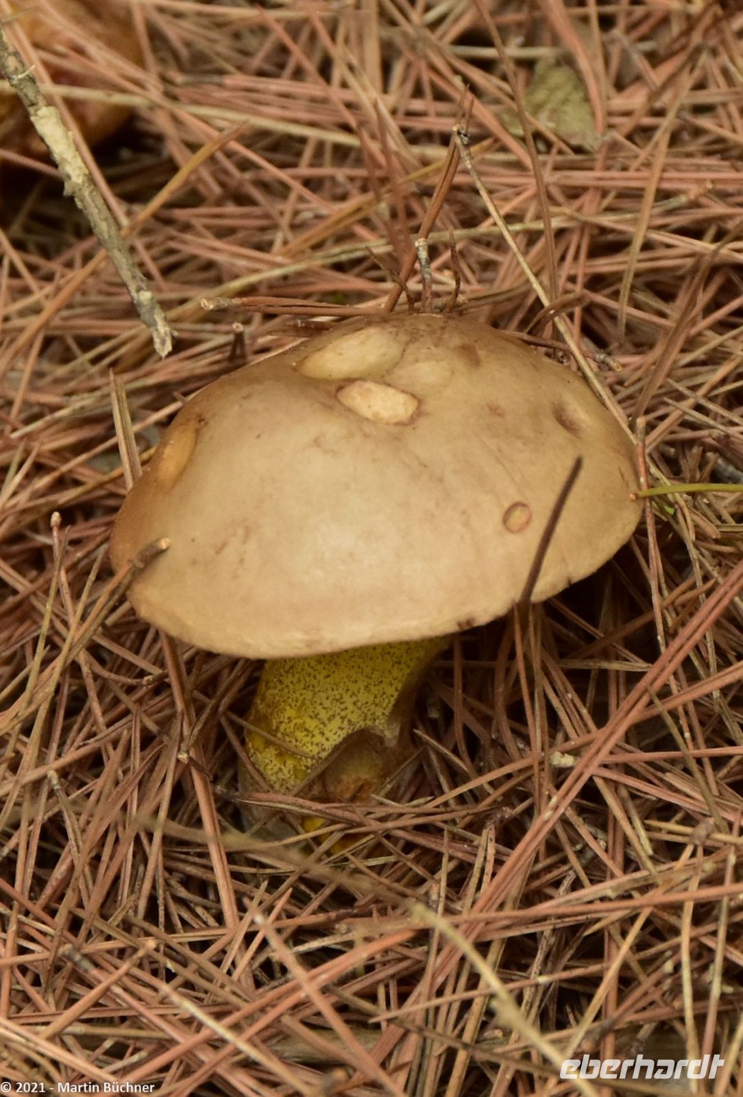 Wanderreise Menorca - Wanderung 3 - Cap de Favàritx - Cala Morella Nou