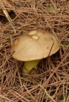 Wanderreise Menorca - Wanderung 3 - Cap de Favàritx - Cala Morella Nou