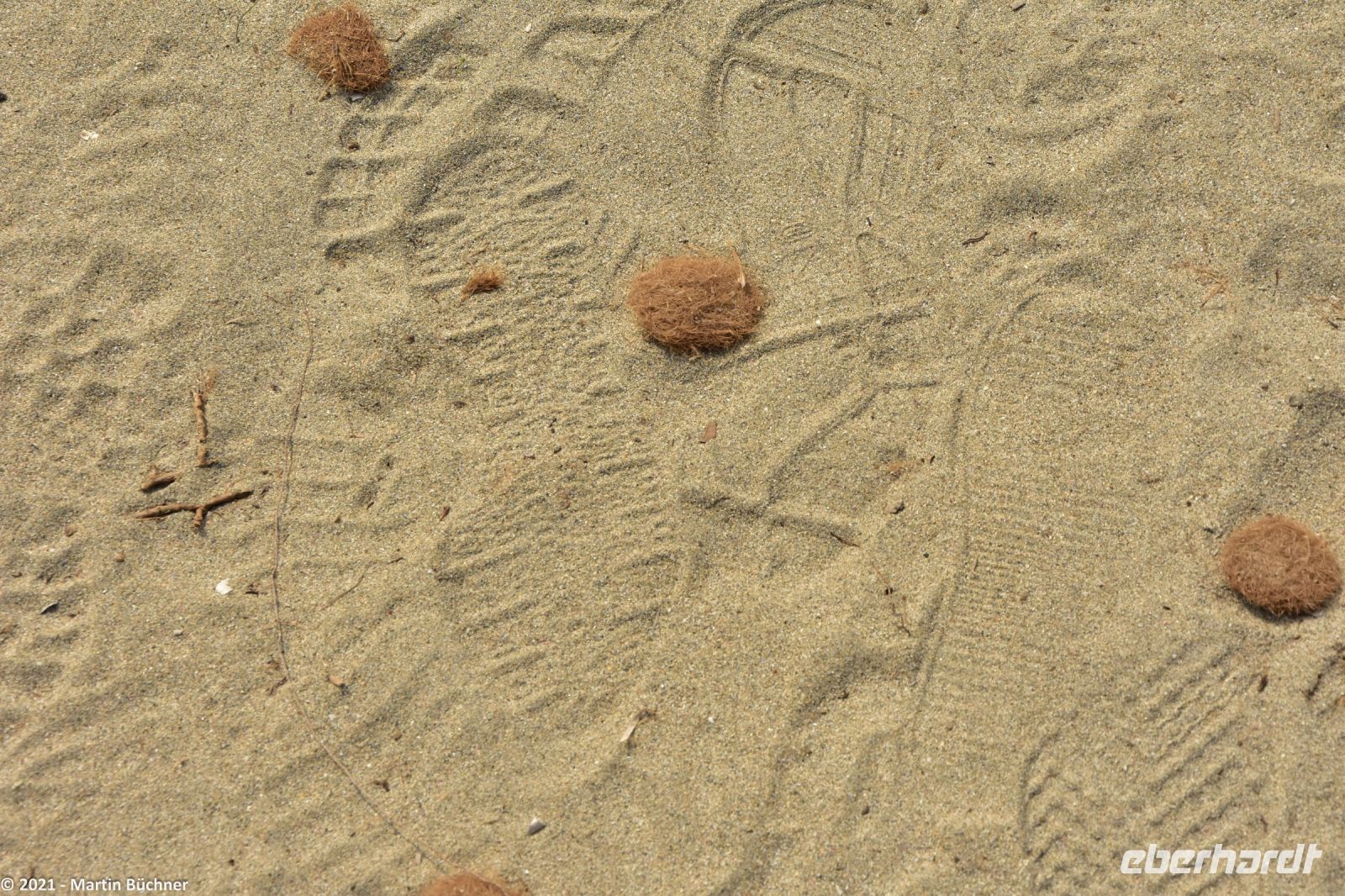 Wanderreise Menorca - Wanderung 3 - Seegras-Kugeln