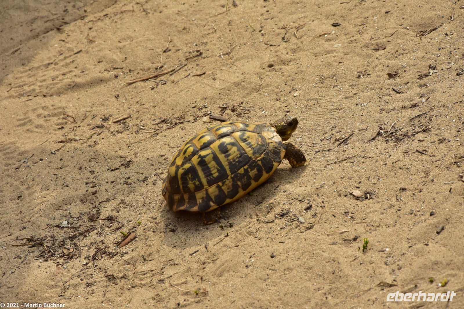 Wanderreise Menorca - Wanderung 3 - Schildkröte