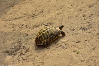 Wanderreise Menorca - Wanderung 3 - Schildkröte