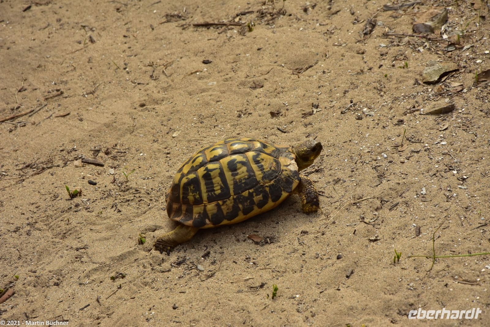Wanderreise Menorca - Wanderung 3 - Schildkröte