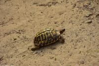 Wanderreise Menorca - Wanderung 3 - Schildkröte
