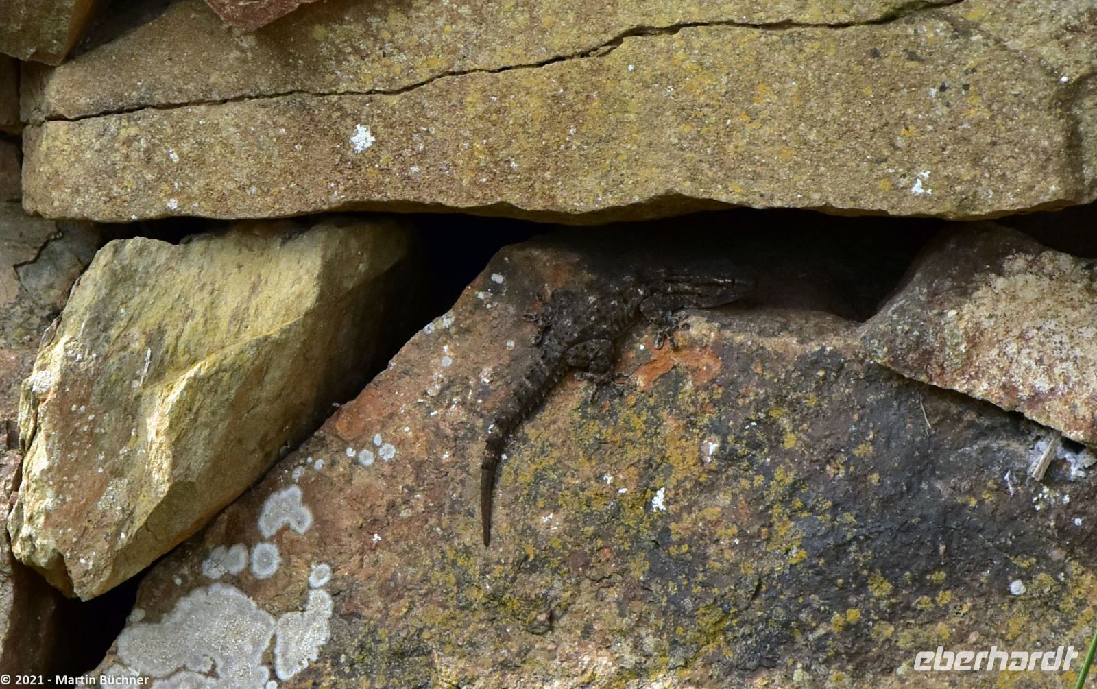 Wanderreise Menorca - Wanderung 3 - Gecko