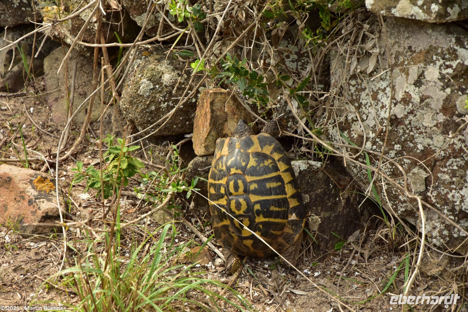 Wanderreise Menorca - Wanderung 3 - Eine kletternde Schildkröte