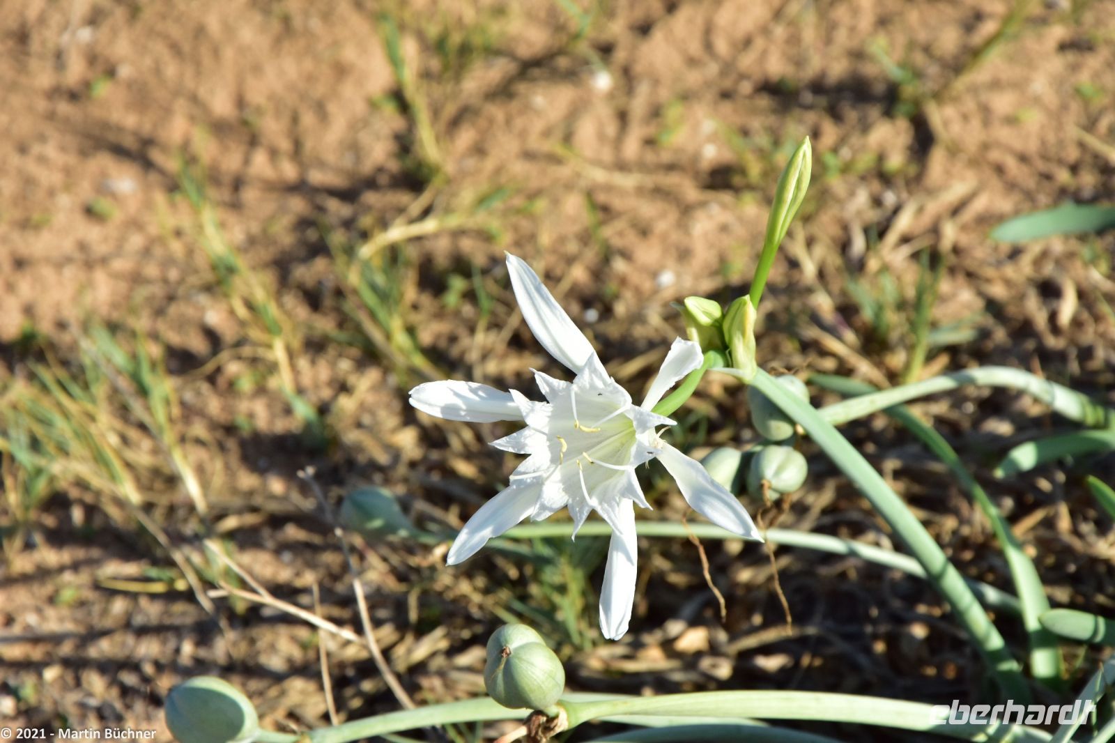 Wanderreise Menorca - Wanderung 4 - Sant Tomás - Platja Binigaus