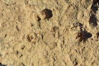 Wanderreise Menorca - Wanderung 4 - Sant Tomás - Platja es Trenc - Fossilien im Fels