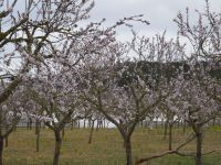 erstes Foto von der Mandelblüte
