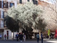 Palma - der größte und älteste Olivenbaum auf Mallorca