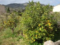 Zitronenbäume während der Fahrt von Soller nach Port Soller