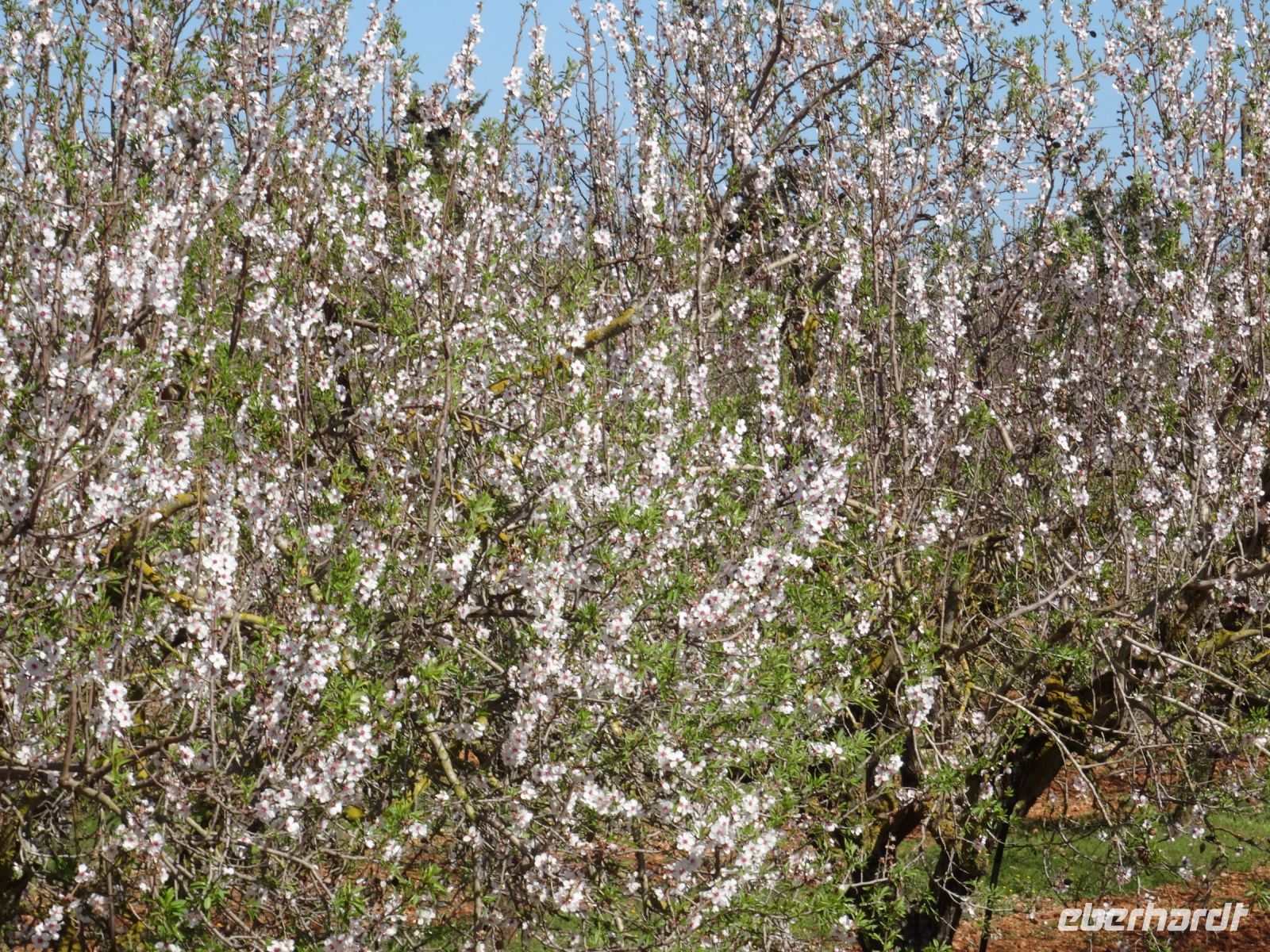 Mandelblüte auf der Fahrt zum Aussichtspunkt Colomer