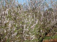 Mandelblüte auf der Fahrt zum Aussichtspunkt Colomer