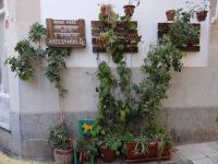 Alcudia - Pflanzenschmuck in den Gassen