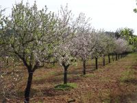 und auch In Reixa gibt es die Mandelblüte zu bestaunen