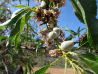 Reixa - Mandelblüte und erste Mandeln