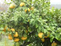Zitrusplantage