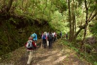 Wanderung durch den märchenhaften Lorbeerwald